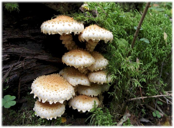 Aarnihelokka (Pholiota squarrosoides) on tärkeä lahottajasieni. (Kuva: Tea von Bonsdorff/Luomus)