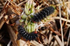 Täpläverkkoperhosen toukat syövät keväällä pienet ravintokasvinsa viimeistä murua myöten. Kuva: Susu Rytteri.