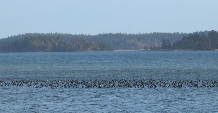 Talvehtivia tukkasotkia saaristossa (kuva: Aleksi Lehikoinen)