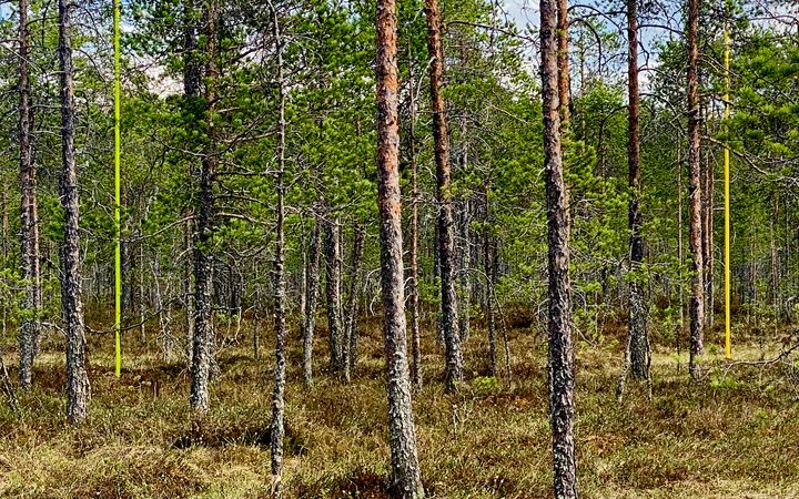 Arkkitehti Juhani Pallasmaa on suunnitellut ympäristötaideteoksen, joka on toteutettu Pehkusuolle asemalle johtavan tien viereen. "Sateen jälkeen" -teos antaa vaikutelman tieteellisestä koe-järjestelystä, mutta on merkitykseltään puhtaasti esteettinen kokemus. Se on sovitetty suomaisemaan, jossa se käy assosiatiivisesti ja visuaalisesti dialogia ympäröivän luonnon kanssa. Kuva: Ulla Taipale.