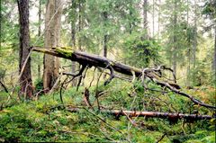 Vanhaa metsää
