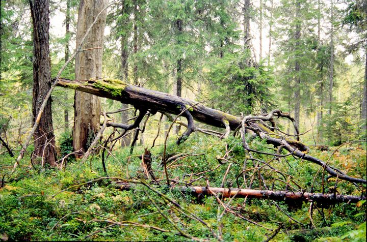 Vanhaa metsää