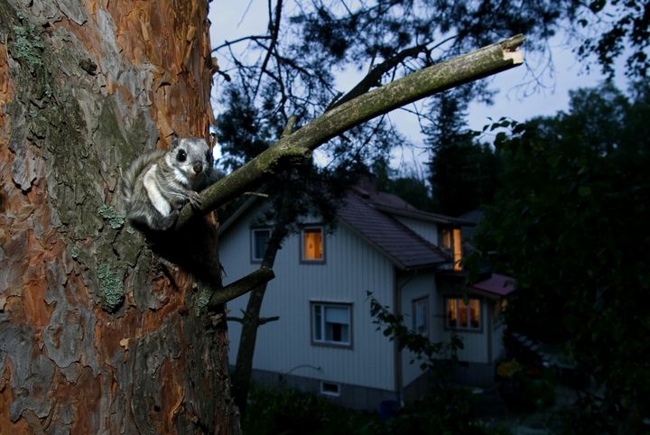 Kuva: Benjam Pöntinen.