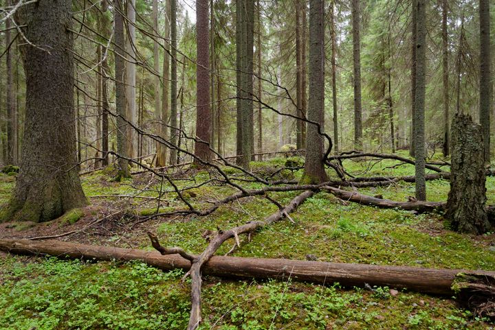 Metsien suojelualueverkostoa tulisi kehittää etenkin Etelä- ja Keski-Suomessa. Suojeluun sopivia kohteita ovat esimerkiksi kuvan mukaiset vanhat, havupuuvaltaiset lehtomaiset kankaat, joissa on runsaasti uhanalaisille lajeille tärkeää kuollutta puuta. Kuva Seppo Tuominen.