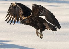 Maakotka (Aquila chrysaetos). Kuvaaja Ari Komulainen.