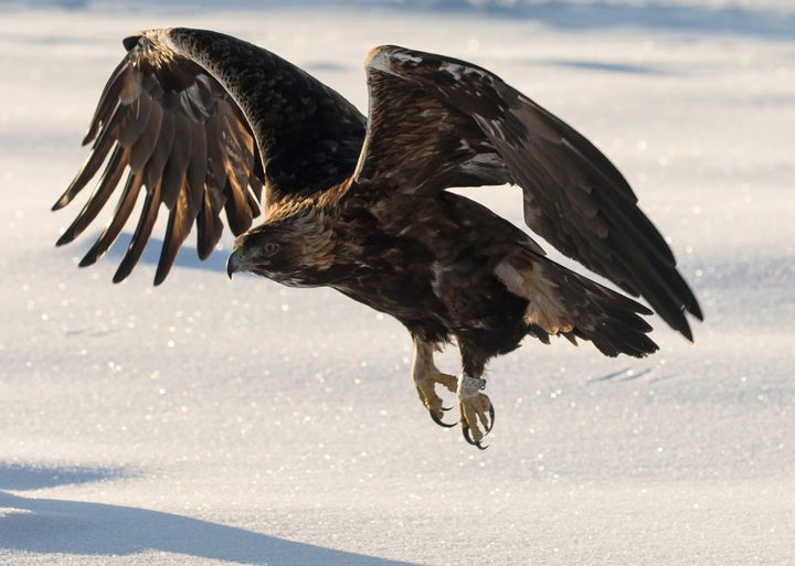 Maakotka (Aquila chrysaetos). Kuvaaja Ari Komulainen.