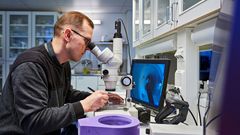 Proteiinitutkimusta Biocenter Oulun laboratoriossa Oulun yliopistossa. Kuvassa erikoistutkija Kristian Koski, joka on yksi tutkimuksen tekijöistä. Kuva: Oulun yliopisto / Mikko Törmänen.