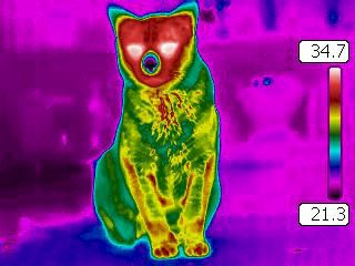 Lämpökamerakuvantamista kissalla. Kuva: Mari Vainionpää.