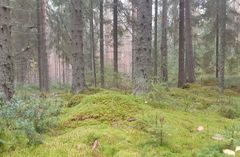 Syke tuo kampanjassa esille ympäristön kannalta myönteisiä kehityskulkuja, mm. yksityisten metsänomistajien halun suojella metsiä.