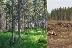 Uudessa Jyväskylän yliopiston tutkimuksessa selvitettiin simulaatioin, millaisia eri tavoilla kasvatetut metsät ovat sadan vuoden sisällä. Kuva: Jyväskylän yliopisto