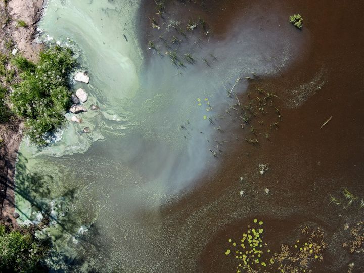 Uppifrån sett rikligt med blågröna alger i strandvattnet i en sjö. När det är vindstilla väder är det lätt at se blågröna alger, eftersom de inte blandas upp i vattenmassan utan samlas på vattenytan i strimmor eller ansamlingar.