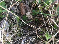 Kastemato tundralla. Kuva: Gesche Blume-Werry