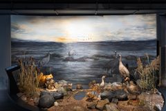 Den förnyade naturvetenskapliga basutställningen Terranova berättar om den unika naturen i vår region, dvs. Kvarkens världsarv. Foto: Christoffer Björklund.