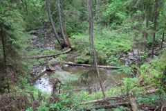 Byabäcken i Sibbo storskogs nationalpark är bland vattenområdets bäst bevarade bäckar. Foto Aki Janatuinen