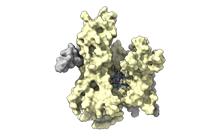 Kuvassa on Sec61-proteiinikanava, josta erottuu sinisellä KZR-8445-pienmolekyyli. Tutkijat onnistuivat ensi kertaa kuvaamaan atomien tasolla, miten sairauden kehittymisen kannalta merkittävien proteiinien solueritystä ehkäisevä pienmolekyyli sitoutuu kohdeproteiiniinsa. Kuva: Dale Tranter