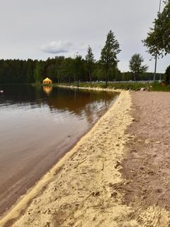 Saimaan Ukonniemen rantaan oli kertynyt männyn siitepölyä paksuksi lautaksi. Kuva Riikka LIhavainen.