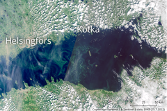 Blågrönalgobservationerna i Finska viken är koncentrerade på det öppna havet väster om Hogland. Satellitobservation måndagen den 25.7.2022.