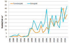 Kesänvanhojen lohenpoikasten keskimääräinen esiintymistiheys Tornion- ja Simojoella.