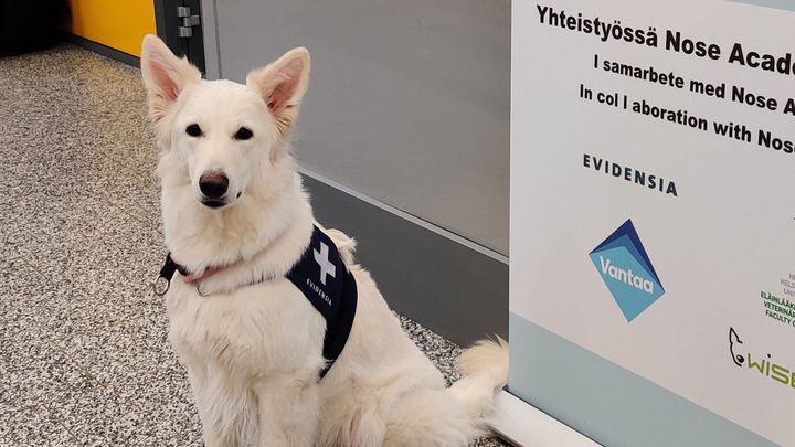 Coronahund E.T. som är verksam på Helsingfors-Vanda flygfält. Bild: Nose Work Oy.