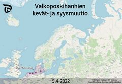 Valkoposkihanhien kevät- ja syysmuutto v. 2022, GIF-animaatio. Toteutus: Ilkka Elo / Pohjois-Karjalan ELY-keskus, lähdeaineisto: OpenStreetMap, Suomen Lajitietokeskus.