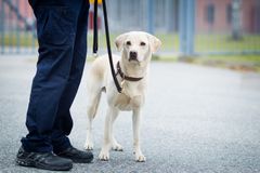 Vuoden Vankilakoira 2016 on labradorinnoutaja Bono ”Swat”. Kennelliitto/Jukka Pätynen.
