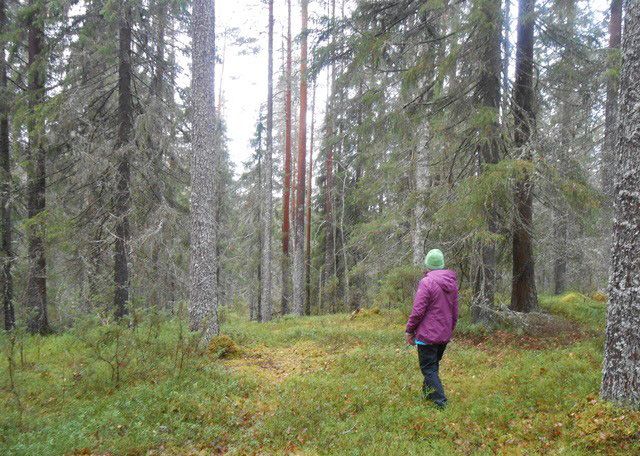 Toivonmetsää. Kuva Veli-Matti Sallinen.