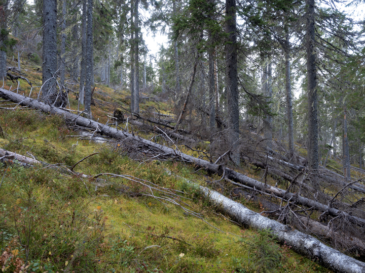 Sotkamon Lappavaaran suojelualueella on vanhoja lahopuustoisia metsiä sekä luonnontilaisia ja ennallistettavia soita. Kuva Teppo Helo.