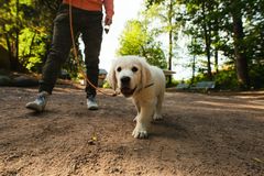 Golden retriever, bild: Sami Takarautio