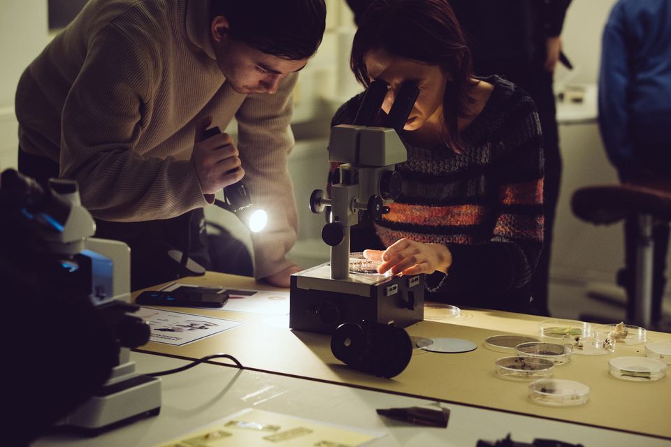 Tieteiden yö 2025: Mikroskooppityöpaja