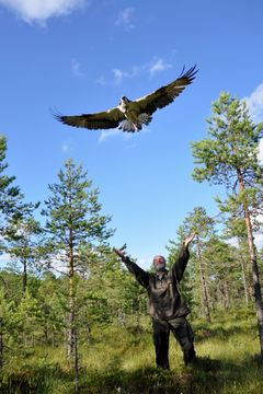Sääksisäätiön puheenjohtaja Ilmari Häkkinen vapauttaa Ilmari-kaimansa satelliittilähettimen asennuksen jälkeen. (Kuva © Juhani Koivu)