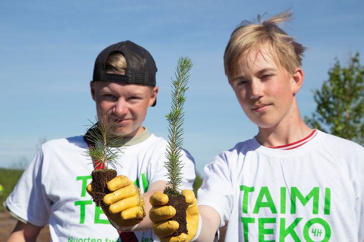 Taimiteko on työllistämisteko, sillä sen kautta varsinkin alle 18-vuotiaat nuoret saavat kesätöitä.​