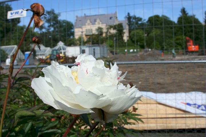 Kiinanpioni evakkopuutarhassa, taustalla työmaa ja kasvimuseo (Kuva: Annika Ljungberg/Luomus)