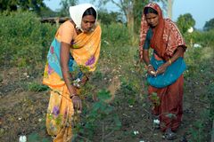Reilun kaupan puuvillanviljelijät ovat pienviljelijöitä ja heitä on yhteensä 66 000. Kuva Intiasta. Kuva: Didier Gentilhomme