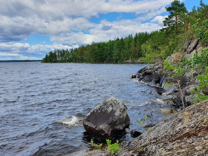 Saimaan rantaa. Kuva: Varpu Rajala. Vapaa julkaistavaksi.