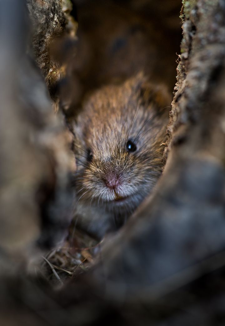Metsämyyrä. Kuva: Rolf Segerstedt