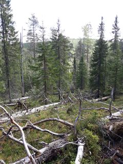 Taapurissa on myrskytuhon johdosta syntynyttä luonnonmonimuotoisuudelle tärkeää lahopuuta. Kuva Marja Manninen.