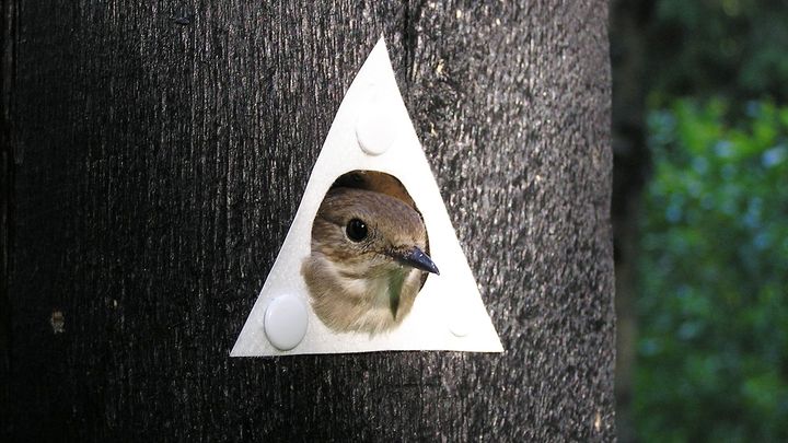 Kirjosiepponaaras kurkistaa symbolipesäpöntöstään. Kuva Janne-Tuomas Seppänen.