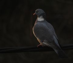 Ringduva, Columba palumbus. Foto Aleksi Lehikoinen.