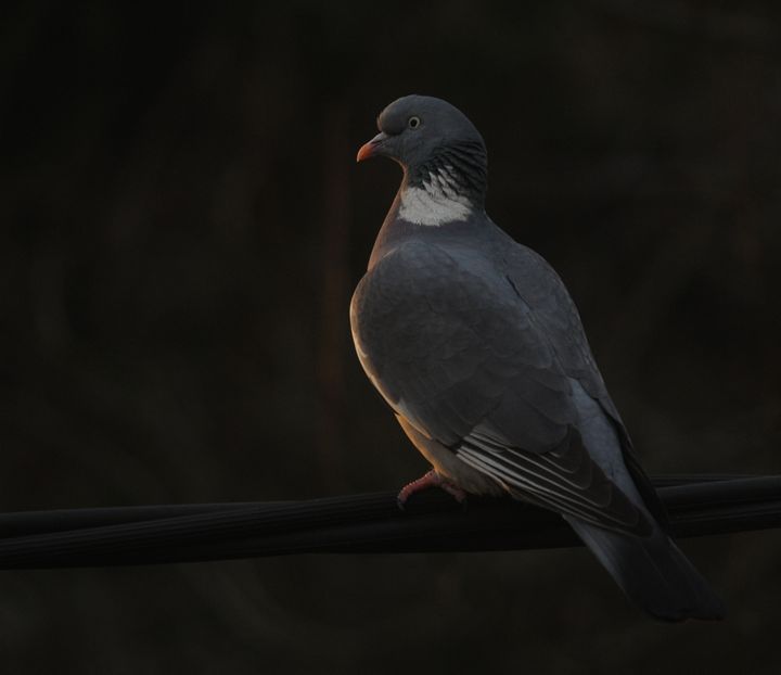 Ringduva, Columba palumbus. Foto Aleksi Lehikoinen.