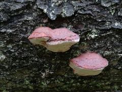 Punahäivekääpä (Leptoporus mollis) on vanhoissa metsissä esiintyvä puita lahottava kääpälaji. Useat metsien uhanalaisista lajeista ovat riippuvaisia lahopuusta, ja vanhojen metsien monimuotoisuusarvot ovatkin hyvin korkeita. Kuva: Kristiina Tolvanen.