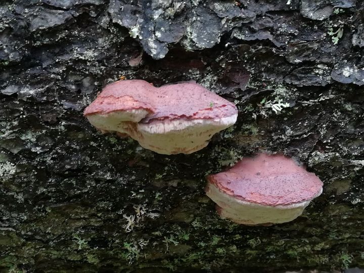 Punahäivekääpä (Leptoporus mollis) on vanhoissa metsissä esiintyvä puita lahottava kääpälaji. Useat metsien uhanalaisista lajeista ovat riippuvaisia lahopuusta, ja vanhojen metsien monimuotoisuusarvot ovatkin hyvin korkeita. Kuva: Kristiina Tolvanen.