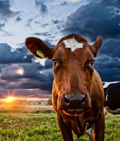 Suomisen luomutilan lehmät tunnetaan kaikki nimeltä ja niiden hyvinvointi on luonnollisesti ensiarvoisen tärkeää, sillä maidon laatu on verrannollinen siihen, miten lehmät voivat. Kuvassa poseeraa Jinna.
Kuva on vapaasti julkaistavissa.