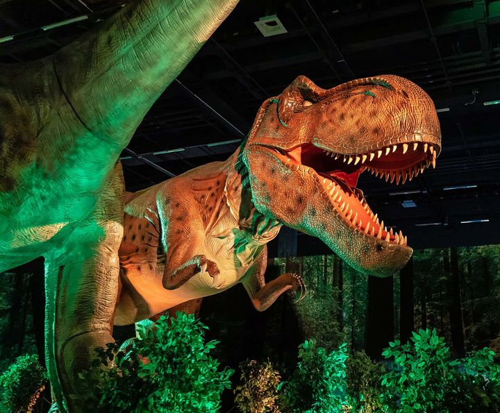 Koko perheen interaktiivinen Dinosaurukset-kesänäyttely on esillä Tampere-talossa 1.7.–13.8.2023. Kuvassa leukojaan aukoo hirmuinen tyrannosaurus rex. Kuva: Anna-Kaisa Noki-Helmanen