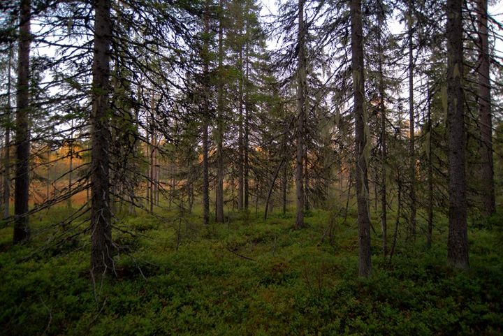 Suon ruska huokuu luonnontilaisen vanhan metsän läpi. Kuva Jukka Eskelinen.