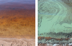 Fotografier från Lappajärvi under samma heta och vindstilla dag, men från olika stränder runt sjön. Läget beträffande blågröna alger kan variera lokalt mycket. Den algtäckta stranden ligger närmare inloppsån till sjön, vilken samlar mer övergödande näringsämnen vid de närliggande stränderna, vilket i sin tur ökar sannolikheten för att det ska bildas blågröna algblomningar.