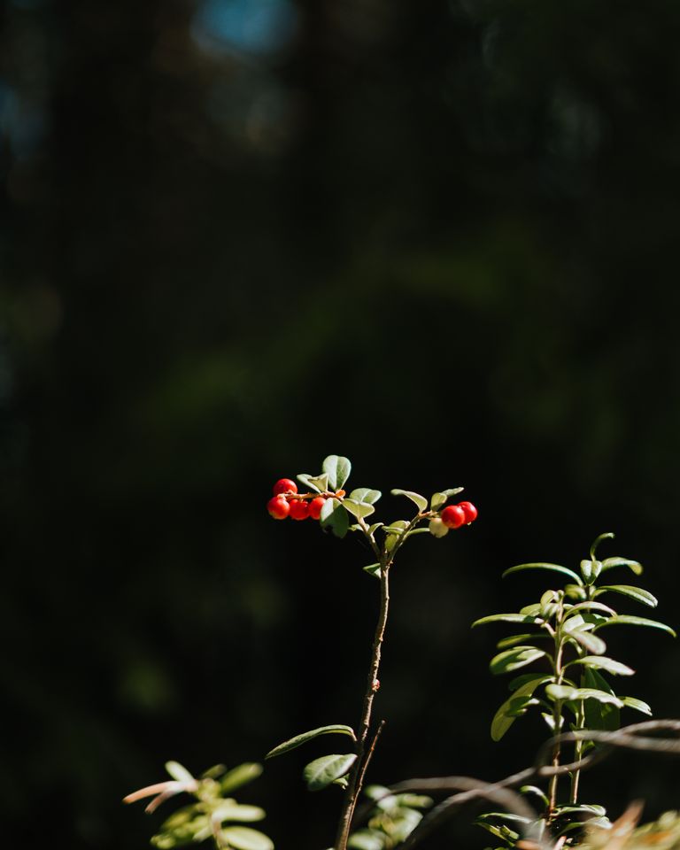 Lingonberry