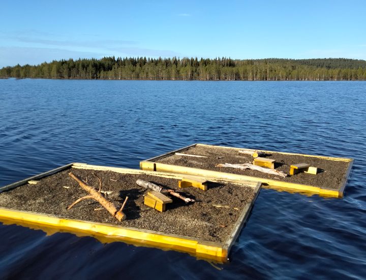 Pesimälauttoja Pellojärvellä Pellossa. Kuva: Eetu Sundvall