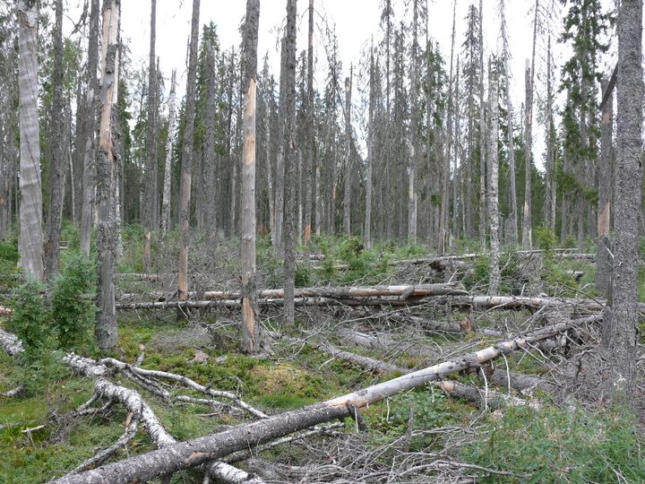 Kuivuuden ja kaarnakuoriaisten tappamaa vanhaa kuusimetsää Arkangelin alueella Luoteis-Venäjällä. Kuva: Timo Kuuluvainen