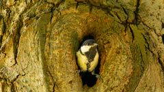 Talitiainen (Parus major). Kuva: Maximilian Vollstädt