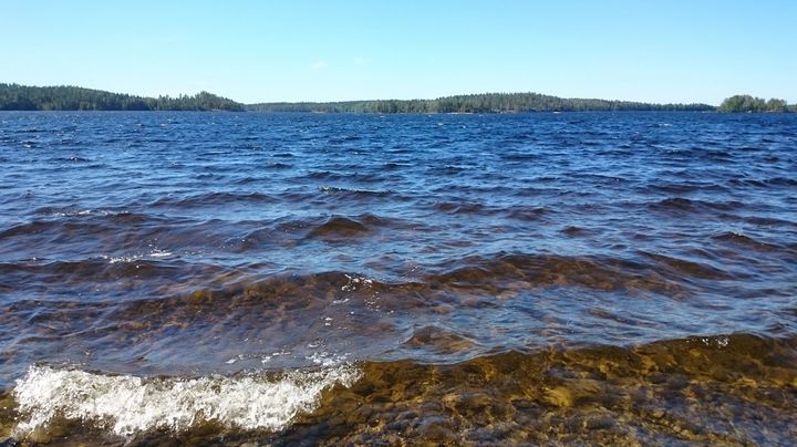 Etelä-Savon järvillä ei ole havaittu sinilevää. Kuva: Etelä-Savon ELY-keskus. Vapaa julkaistavaksi.